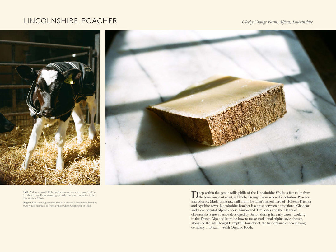 A Portrait of British Cheese