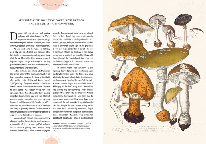 The Magic of Mushrooms