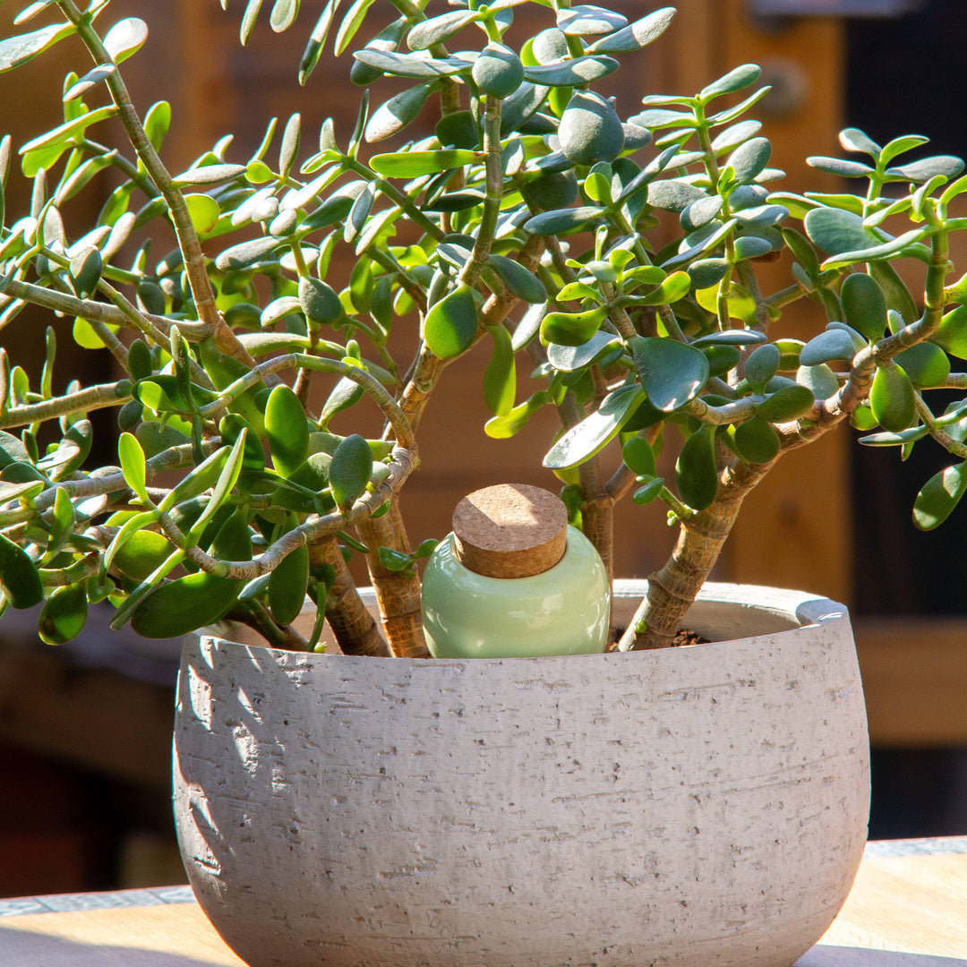 Olla Plant Watering Spike | Green