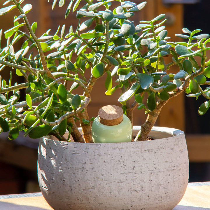 Olla Plant Watering Spike | Green