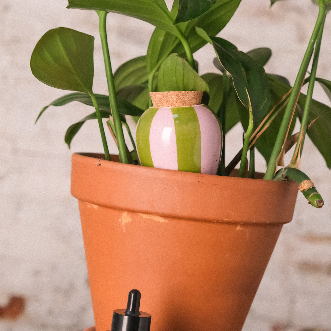 Olla Plant Watering Spike | Green and Lilac Stripes