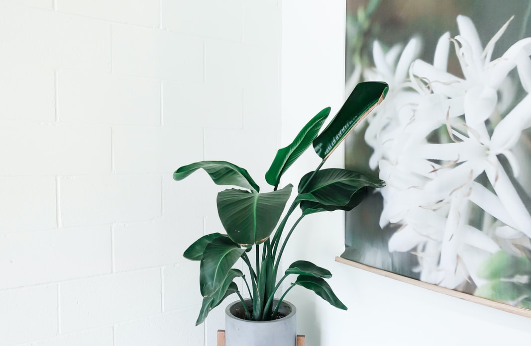 How houseplants can positively impact your wellbeing
