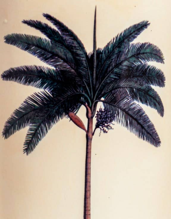 Royal Palm Tree Umbrealla Stand