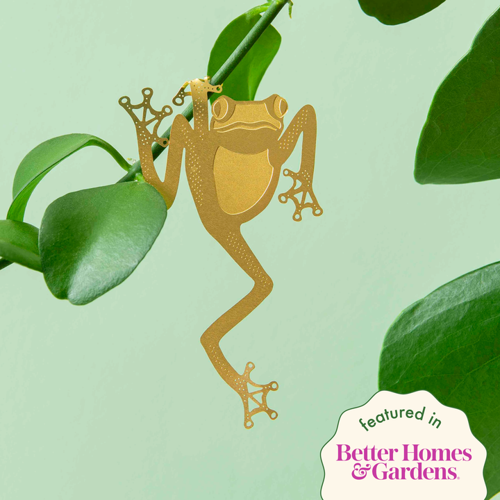 Plant Animal - Tree Frog