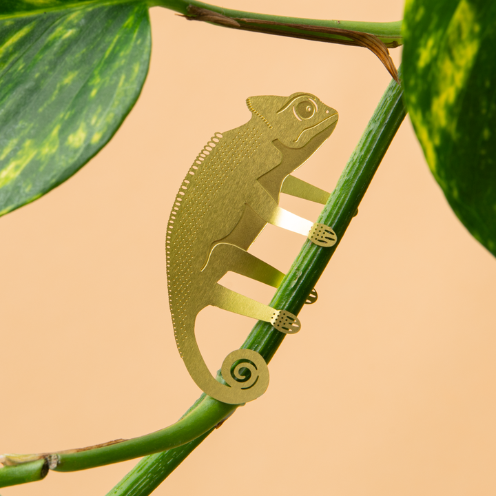 Plant Animal - Chameleon
