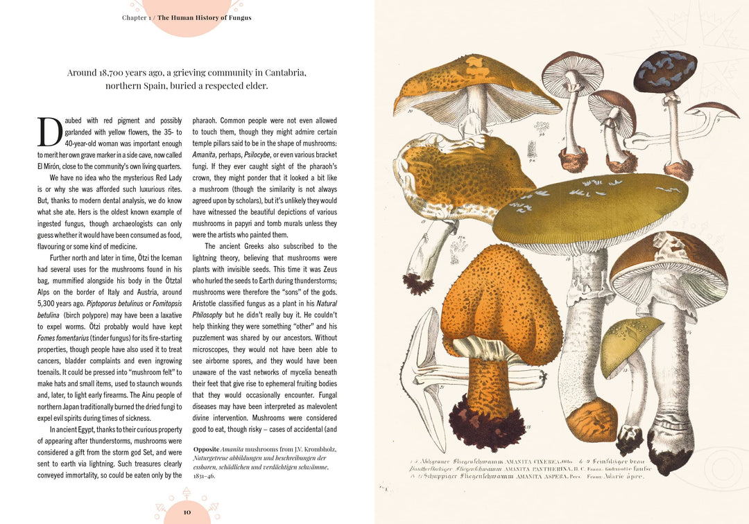 The Magic of Mushrooms