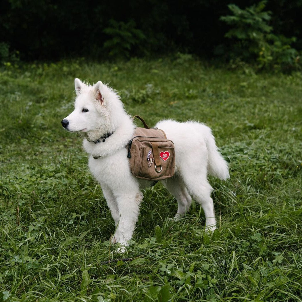 Best Buddy Iron-On Patch for Dogs