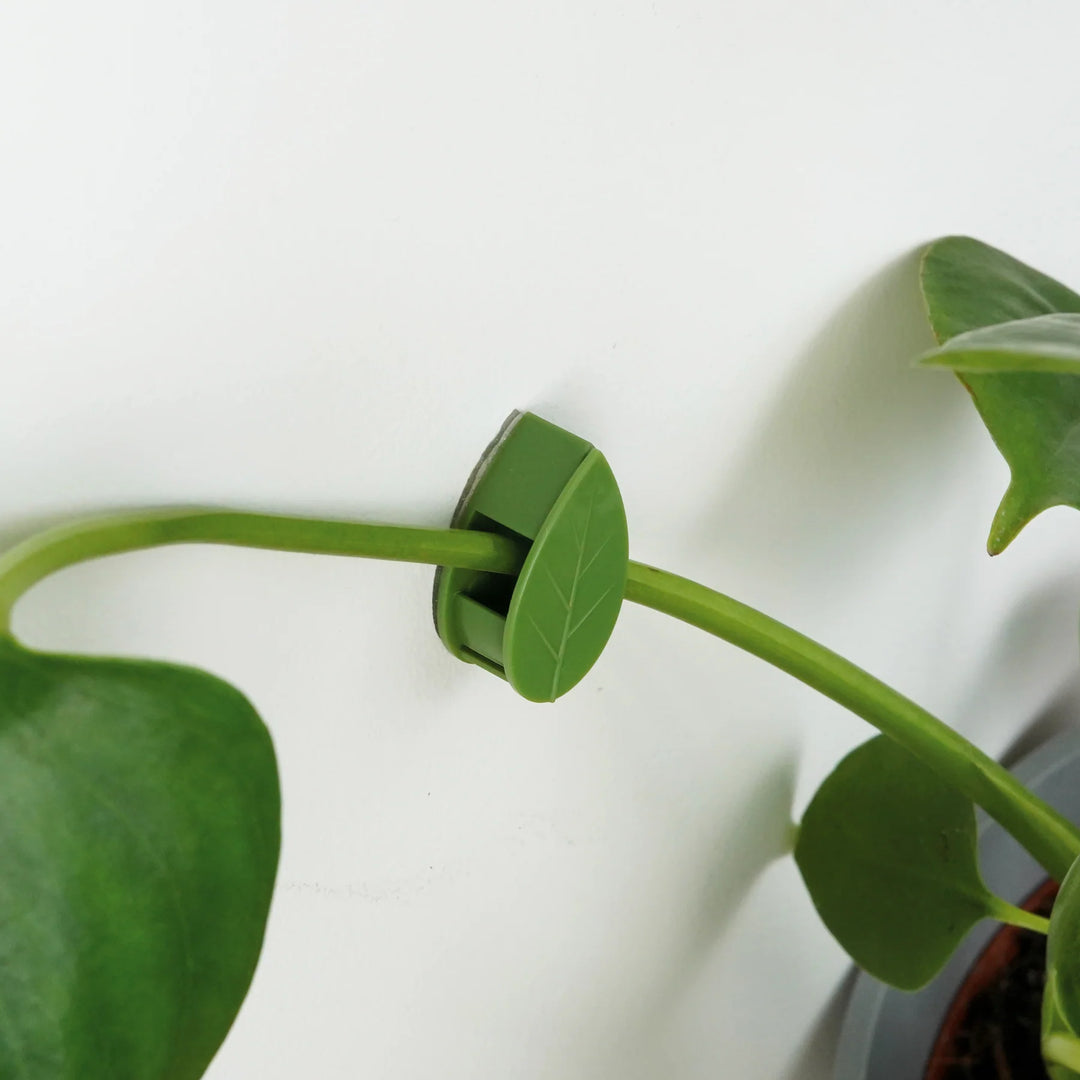 House Plant Wall Climbing Clips