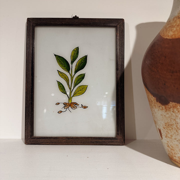 Rooted Plant - Indian Glass Painting - Vintage