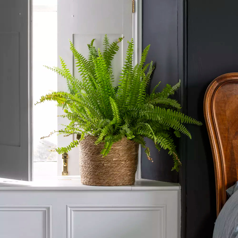 Tall Seagrass Basket Planter Frill Edge