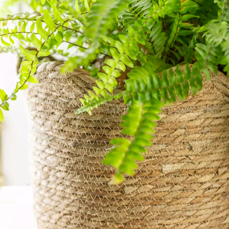 Tall Seagrass Basket Planter Frill Edge