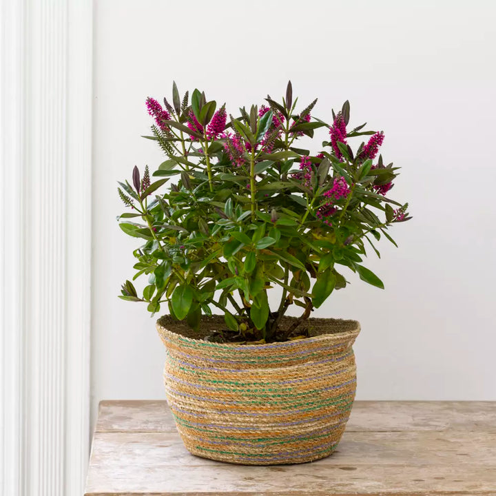 Seagrass & Cotton Planter - Multicoloured