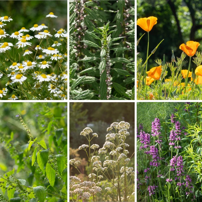Sweet Dreams Garden - Organic Herb Seeds