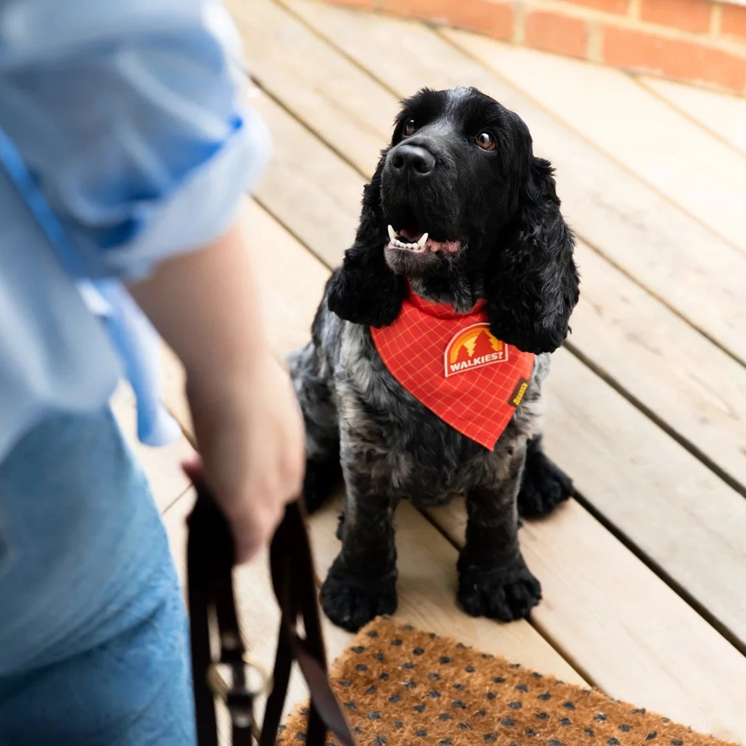 Walkies Iron-On Patch For Dogs