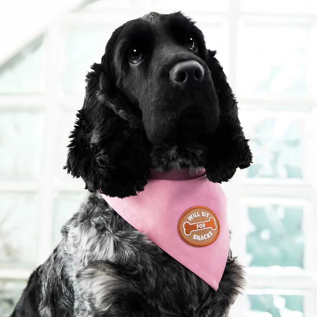 Will Sit For Snacks Iron-On Patch For Dogs