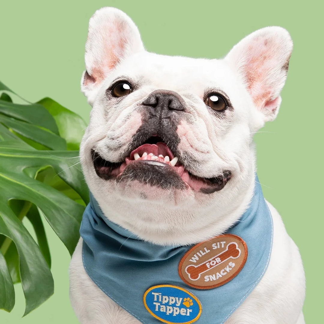 Will Sit For Snacks Iron-On Patch For Dogs