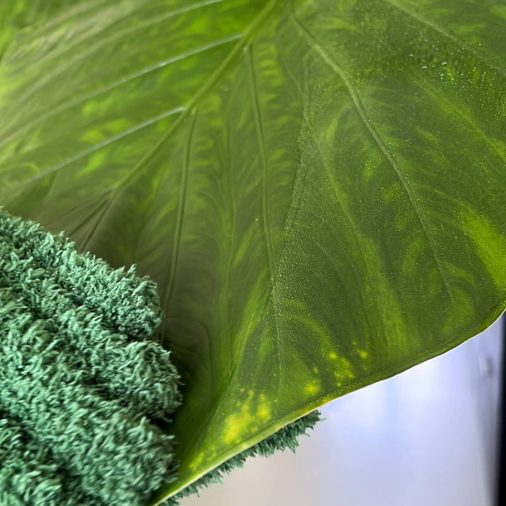 Microfiber Dusting Gloves for Plants