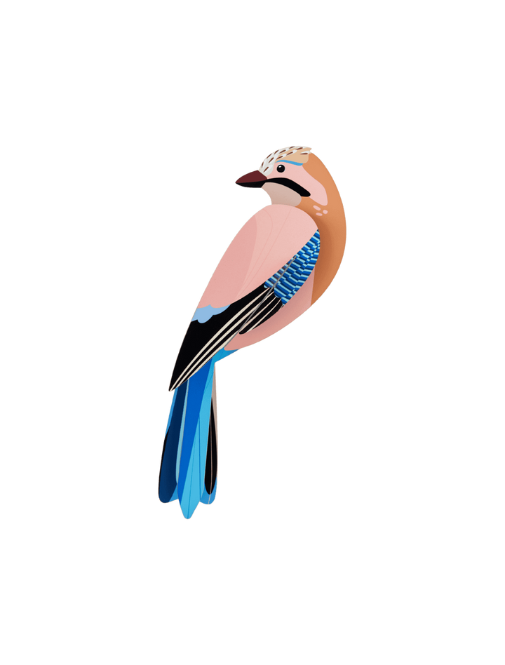 Jay 3D Model Kit