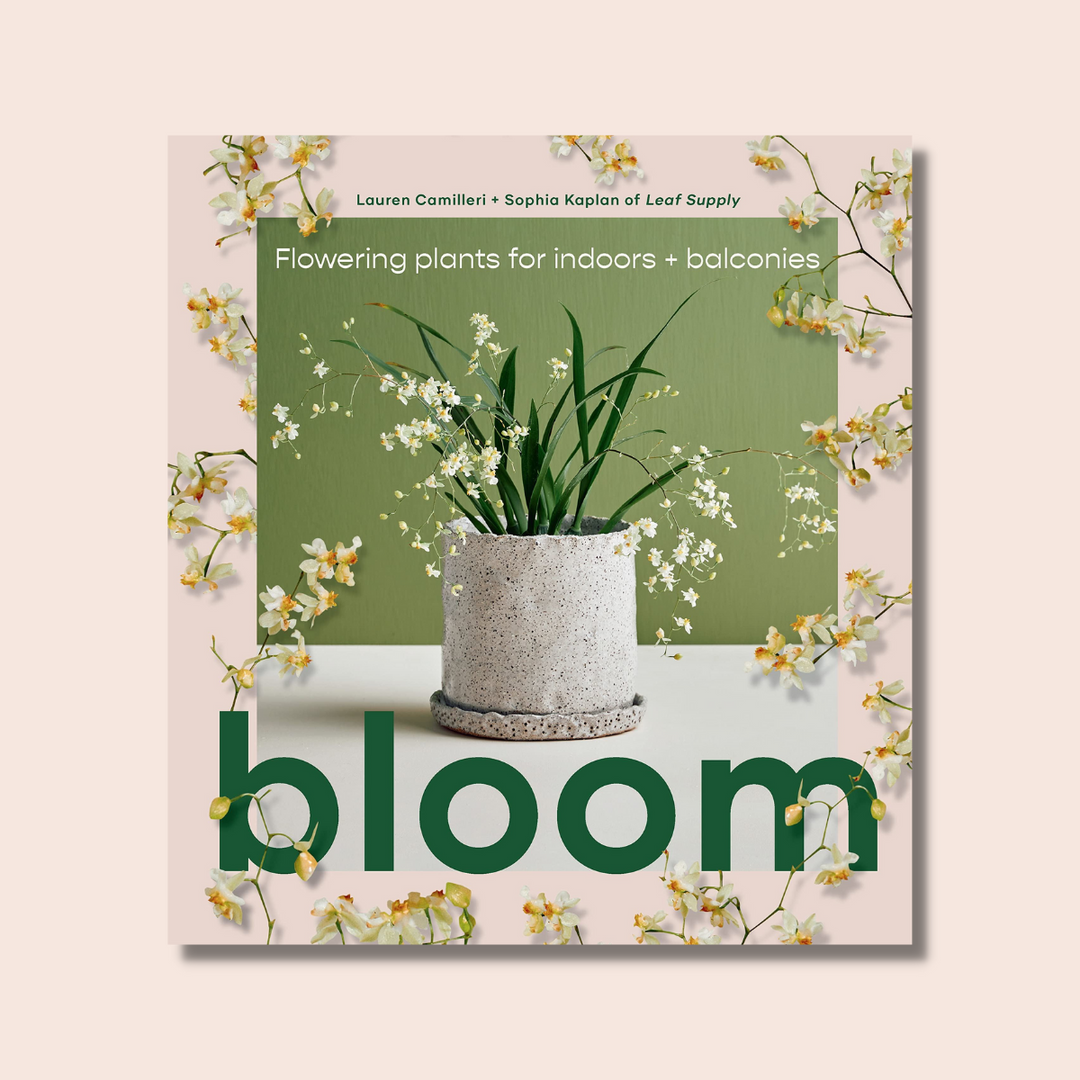 Bloom: Flowering Plants for Indoors & Balconies