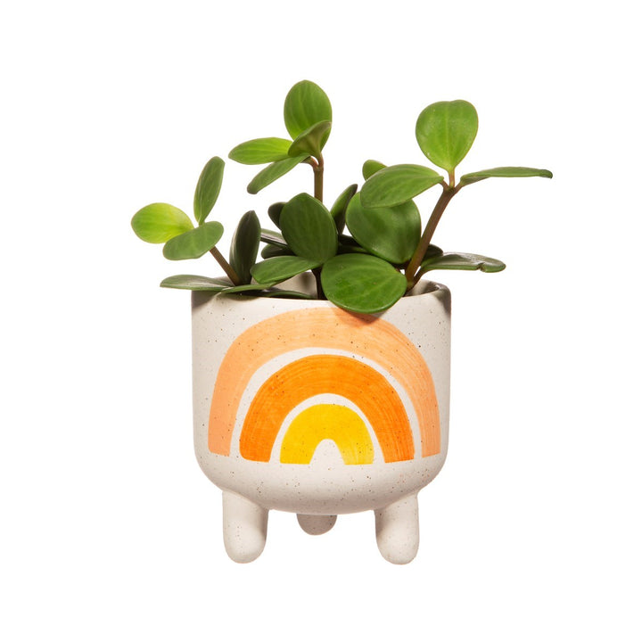 Mini Rainbow Plant Pot