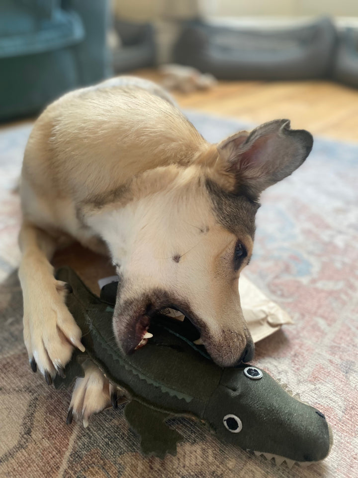 Colin Crocodile Eco Dog Toy